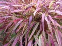 rośliny ozdobne -  Hakonechloa macra NAOMI /C2
