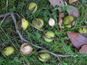 rośliny ozdobne - Orzesznik jadalny Orzesznik pekanowaty Carya illinoinensis C2/30cm *T66