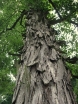 rośliny ogrodowe - Orzesznik jadalny Orzesznik pekanowaty Carya illinoinensis C2/30cm *T66