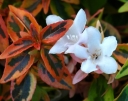 rośliny ozdobne -  Abelia x grandiflora KALEIDOSCOPE® C2/10-20cm *K22