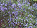 sklep ogrodniczy - Prusznik SKYLARK  Ceanothus thyrsiflorus C2/80cm