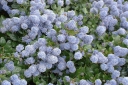 sklep ogrodniczy - Prusznik SKYLARK  Ceanothus thyrsiflorus C2/80cm