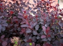 sklep ogrodniczy -  Perukowiec LILLA  Cotinus coggygria C2(C5)/20-30cm *K18