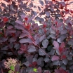 sadzonki - Perukowiec LILLA  Cotinus coggygria C2(C5)/20-30cm *K18