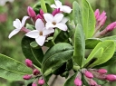 sadzonki -  Wawrzynek Burkwooda SOMERSET  Daphne x burkwoodii balot/30-40cm