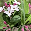 sklep ogrodniczy - Wawrzynek Burkwooda SOMERSET  Daphne x burkwoodii balot/30-40cm