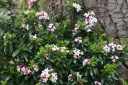 rośliny ozdobne - Wawrzynek Daphne transatlantica SPRING PINK ETERNAL FRAGRANCE 'Blapink' C2/20cm *K14