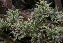 rośliny ogrodowe - Wawrzynek wonny MAE-JIMA  Daphne odora C2/20cm *10