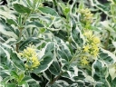 rośliny ozdobne -  Zadrzewnia bezogonkowa COOL SPLASH  Diervilla sessilifolia C5/40-50cm *T2