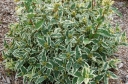 rośliny ogrodowe - Zadrzewnia bezogonkowa COOL SPLASH  Diervilla sessilifolia C5/40-50cm *T2