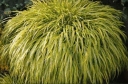 rośliny ogrodowe - Hakonechloa macra NAOMI /C2