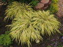 sklep ogrodniczy - Hakonechloa macra NAOMI /C2