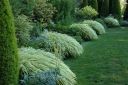 sadzonki - Hakonechloa macra NAOMI /C2