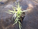 sadzonki - Hakonechloa macra NAOMI /C2