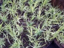 sklep ogrodniczy - Hakonechloa macra NAOMI /C2