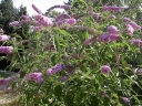 sadzonki - Budleja Dawida FIOLETOWA (Buddleja davidii) C3