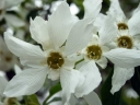 sadzonki - Obiela MAGICAL SPRINGTIME 'Kolmaspirit'  Exochorda C3/30-40cm
