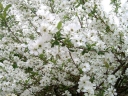 rośliny ogrodowe - Obiela MAGICAL SPRINGTIME 'Kolmaspirit'  Exochorda C3/30-40cm