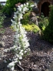 rośliny ogrodowe - Obiela MAGICAL SPRINGTIME 'Kolmaspirit'  Exochorda C3/30-40cm