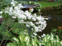 rośliny ozdobne - Obiela MAGICAL SPRINGTIME 'Kolmaspirit'  Exochorda C3/30-40cm