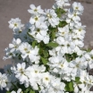 sadzonki - Obiela MAGICAL SPRINGTIME 'Kolmaspirit'  Exochorda C3/30-40cm