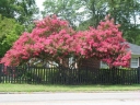 sadzonki - Lagerstroemia indica CORDON BLEU  Bez południa C3/20-30cm