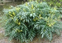 rośliny ogrodowe -  Mahonia SOFT CARESS Mahonia eurybracteata P13/20cm *T13-14