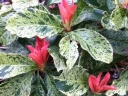 rośliny ogrodowe -  Głogownik PINK CRISPY 'Oploo 5' Photinia serratifolia C3/40cm *T21
