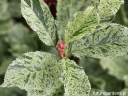 sklep ogrodniczy -  Głogownik PINK CRISPY 'Oploo 5' Photinia serratifolia C2/20-30cm *K9