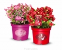 sklep ogrodniczy -  Rhododendron repens LILLY BELL Love (czerwony) C3/20-25cm