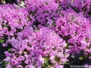 sklep ogrodniczy -  Rhododendron calostrotum keleticum C2/śr.20cm *K19