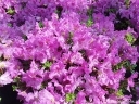 sadzonki - Rhododendron calostrotum keleticum C2/śr.20cm *K19