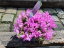rośliny ogrodowe - Rhododendron calostrotum keleticum C2/śr.20cm *K19