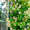 rośliny ogrodowe - Trachelospermum jasminoides 'Star of Toscana' Jaśmin C2/30-40cm *K11