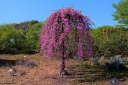 sklep ogrodniczy - Judaszowiec płaczący CASCADING HEARTS Cercis canadensis C10/160-180cm