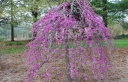 rośliny ogrodowe - Judaszowiec płaczący CASCADING HEARTS Cercis canadensis C10/160-180cm