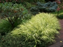 rośliny ogrodowe - Hakonechloa macra AUREOLA /C2 *T