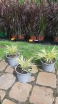sadzonki - Hakonechloa macra AUREOLA /C2 *T