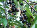 sklep ogrodniczy -  Czeremcha amerykańska (Prunus serotina) C2-C3/40-60cm *K18