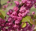 sklep ogrodniczy - JUDASZOWIEC kanadyjski PINK POM POMS Cercis canadensis C5/60-80cm *11