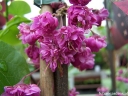 rośliny ozdobne - JUDASZOWIEC kanadyjski PINK POM POMS Cercis canadensis C5/60-80cm *11