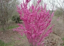 rośliny ogrodowe -  Judaszowiec chiński DON EGOLF Cercis chinensis C4/50-60cm