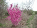 sklep ogrodniczy - Judaszowiec chiński DON EGOLF Cercis chinensis C4/50-60cm