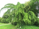 sklep ogrodniczy  Cedr himalajski PENDULA Cedrus deodara C3/60-80cm *K4