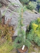 sadzonki - Cedr himalajski PENDULA Cedrus deodara C3/60-80cm *K4