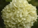 sadzonki -  Kalina japońska 'Newzam' NEWPORT® Viburnum plicatum C4/30-40cm