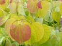 sadzonki -  Judaszowiec kanadyjski MELON BEAUTY Cercis canadensis C4/80cm
