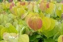 sklep ogrodniczy - Judaszowiec kanadyjski MELON BEAUTY Cercis canadensis C4/80cm