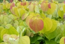 sadzonki - Judaszowiec kanadyjski MELON BEAUTY Cercis canadensis C4/80cm