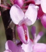 rośliny ogrodowe - Judaszowiec kanadyjski MELON BEAUTY Cercis canadensis C4/80cm